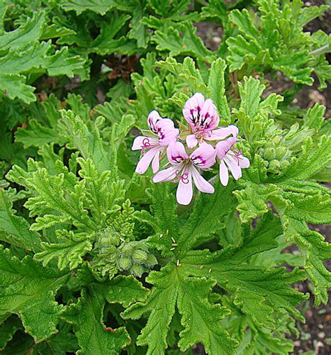 竹葵|麝香天竹葵 Pelargonium odoratissimum